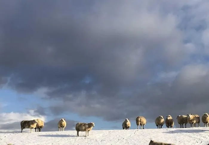 Daire Tief 10 Robbe 407 *