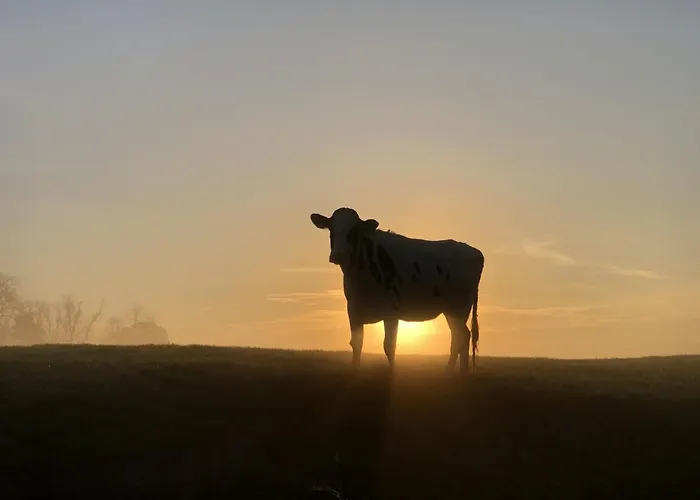 Daire Tief 10 Robbe 407 *