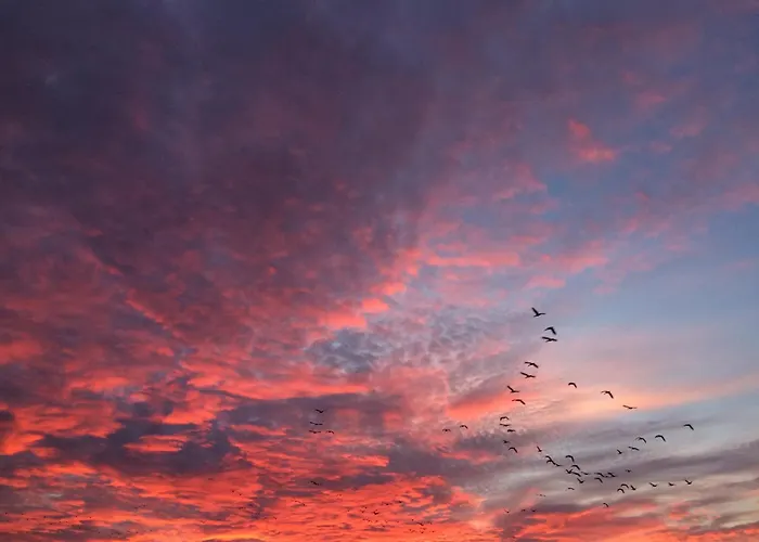 Daire Tief 10 Robbe 407 Schillig